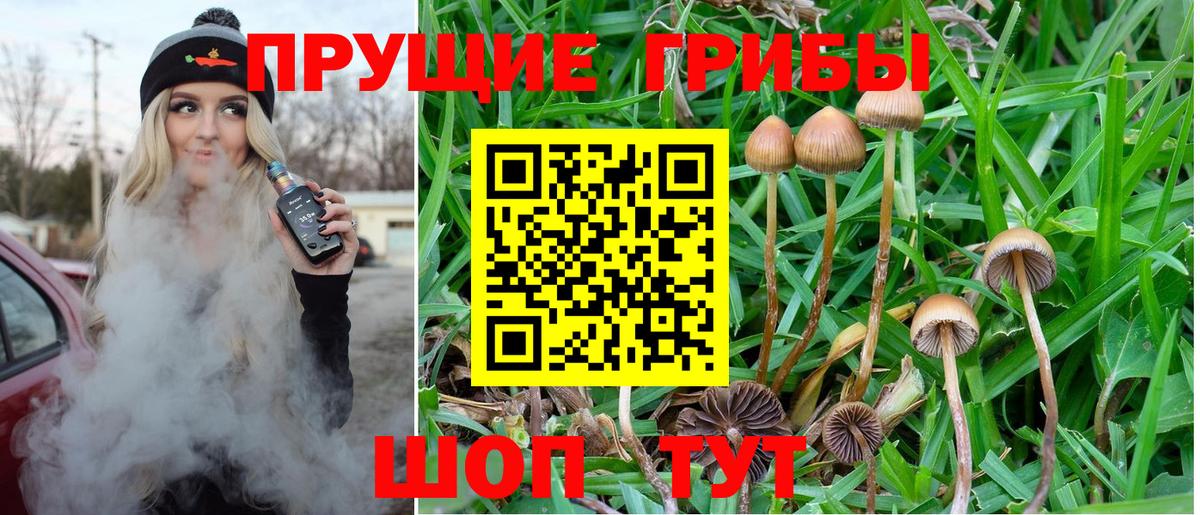 Псилоцибиновые грибы Cubensis Протвино
